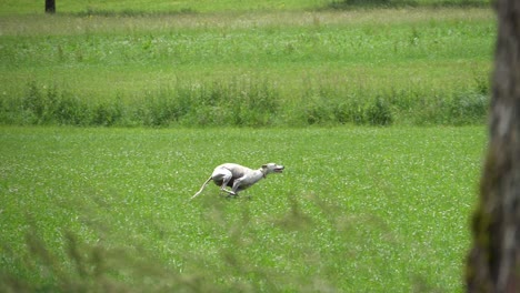 perro corriendo por un campo en cámara lenta