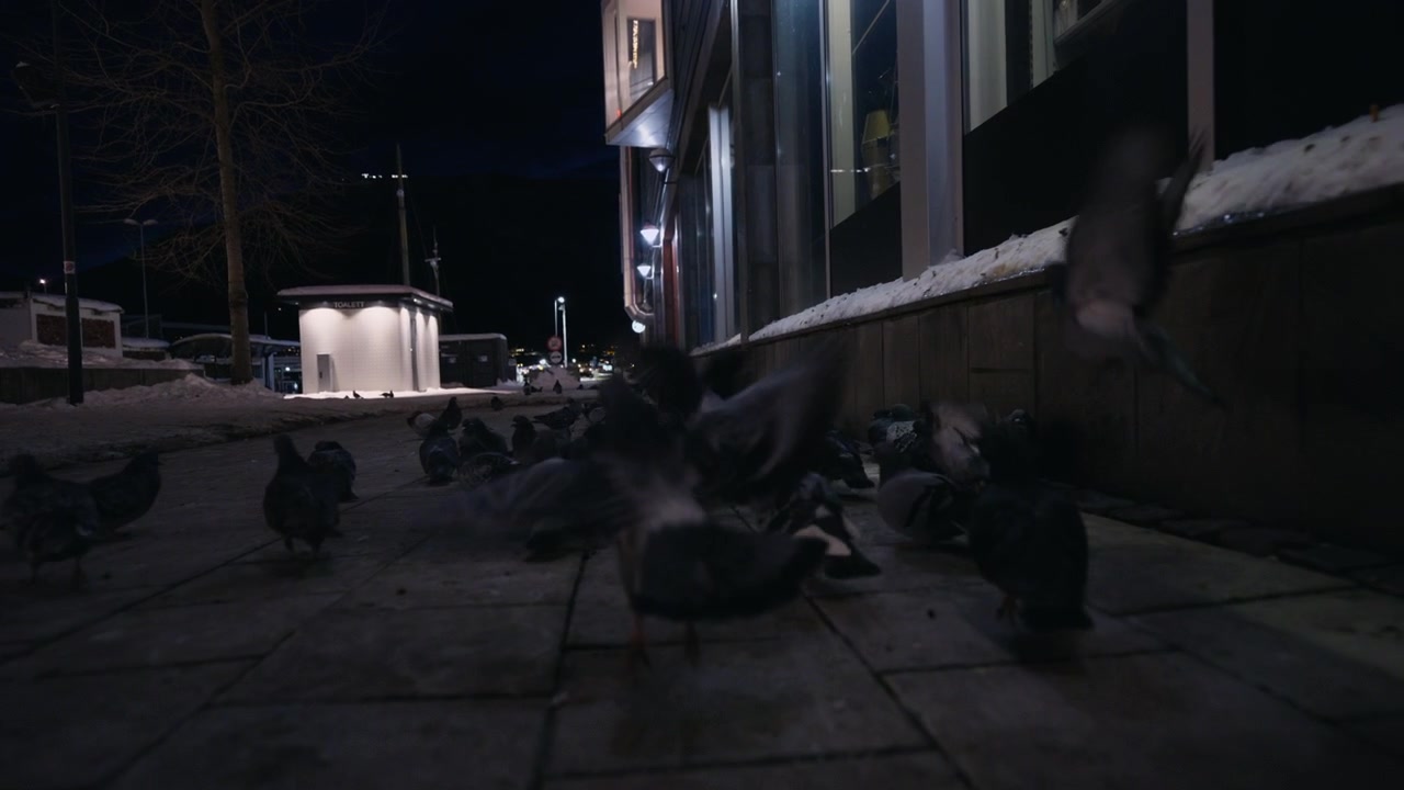Pombos reunidos em calçada nevada ao lado de um edifício em uma cidade ártica à noite.