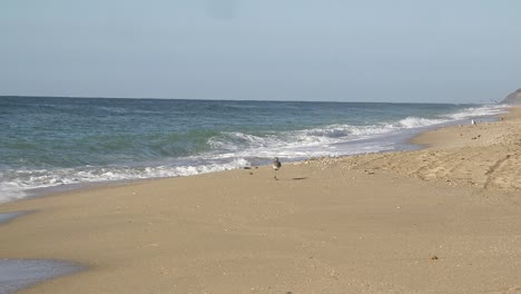 a lone sandpiper walks along a sandy beach in mexico, rocky point, puerto peñasco, gulf of california, mexico