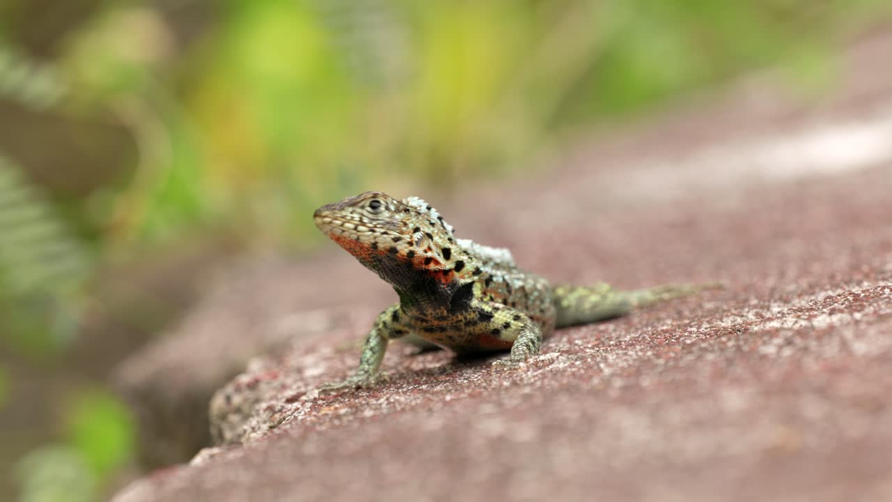 A Santa Cruz lava lizard looks at tthe camera on Santa Cruz Island in the Gal&aacute;pagos Islands