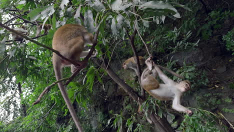 monos en un árbol