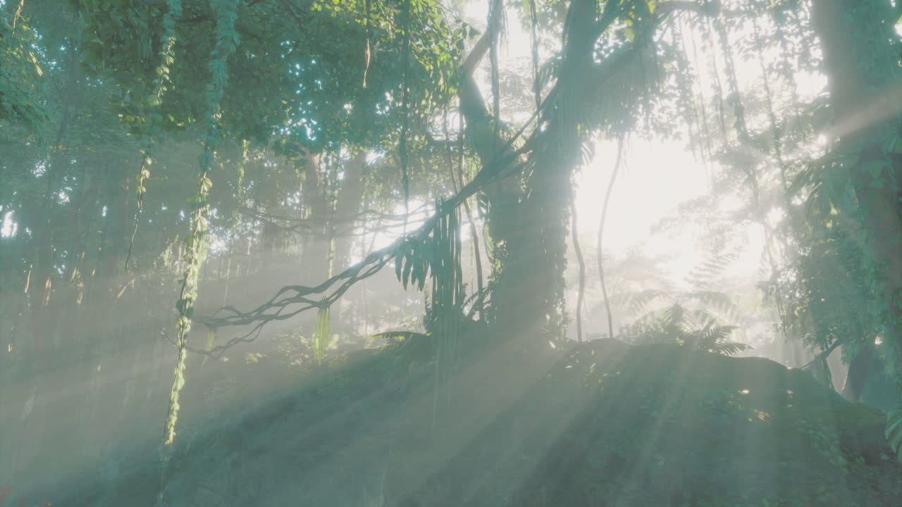 Mysterious misty forest with sunlight streaming through lush canopy