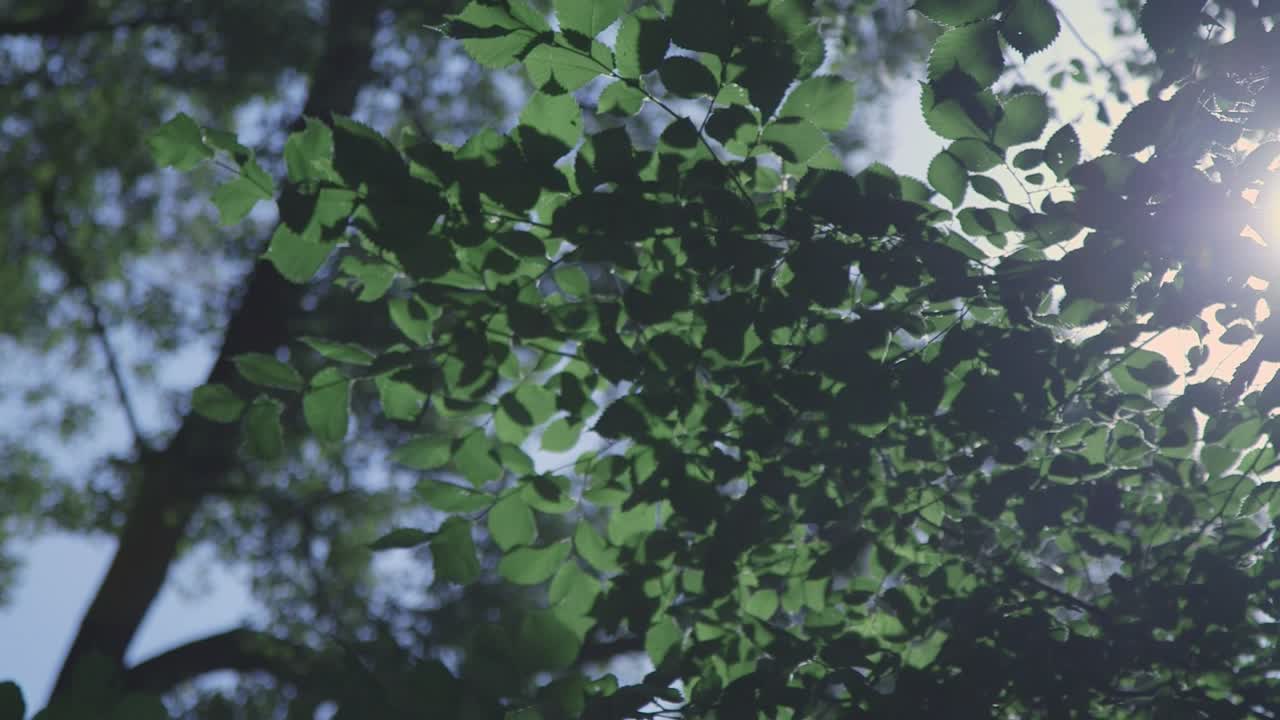 luz intermitente a través de las hojas de los árboles 2