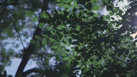 light flashing through tree leaves 2