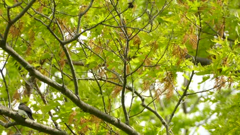 Gran-Papamoscas-Tirano-Sentado-En-La-Rama-Del-árbol