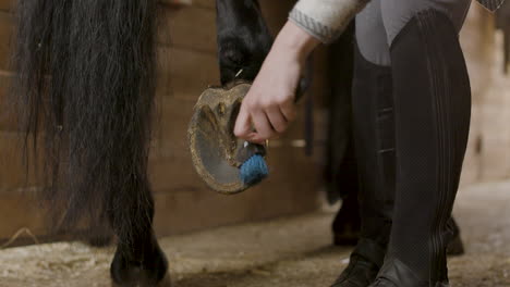 horse's owner cleaning the hoof and the horseshoe