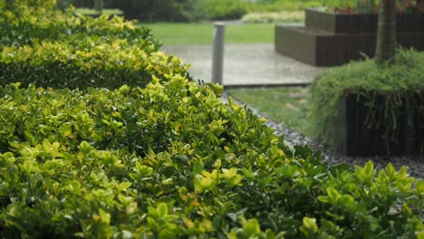 rain-kissed garden hedging