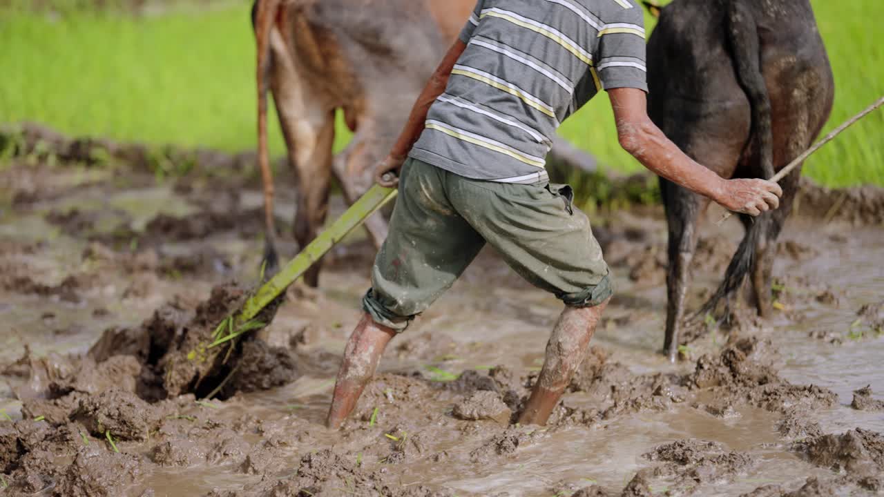 Plough breaking soil in flooded paddy field, close-up capturing texture and motion, 4k video