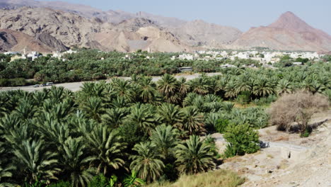 Palm-tree-plantation-in-front-of-arid-hills-in-Fanja,-Oman,-handheld-wide-shot