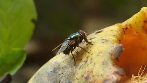 la mosca come mangos podridos