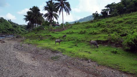 Water-buffalo-and-cattle-egrets-graze-on-grassy-hillside-dry-riverbank-of-philippines