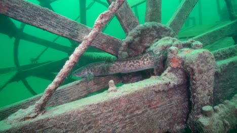 Burbot-on-the-paddlewheel-of-goldrush-ship-AJ-Goddard