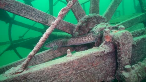 lota en la rueda de paletas del barco goldrush aj goddard