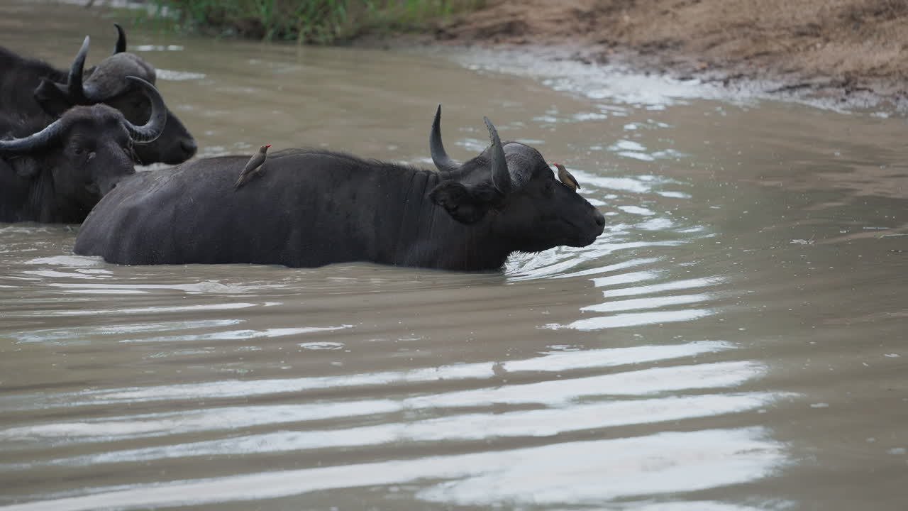 Buffalo Bathing with Oxpeckers