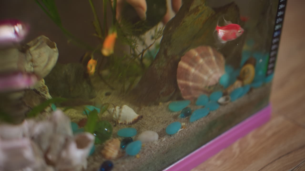 Hand arranging colorful stones and shells on sandy bottom of aquarium, performing care and decoration adjustment to create balanced aquatic environment, and interaction with underwater habitat