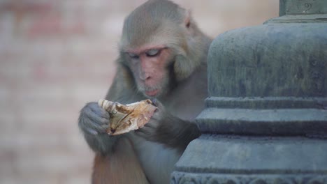 monkey temple - macaque monkey eating a banana in swayambhunath temple in kathmandu, nepal