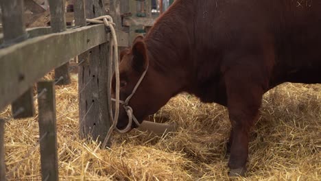 Livestock-farming-in-Argentina