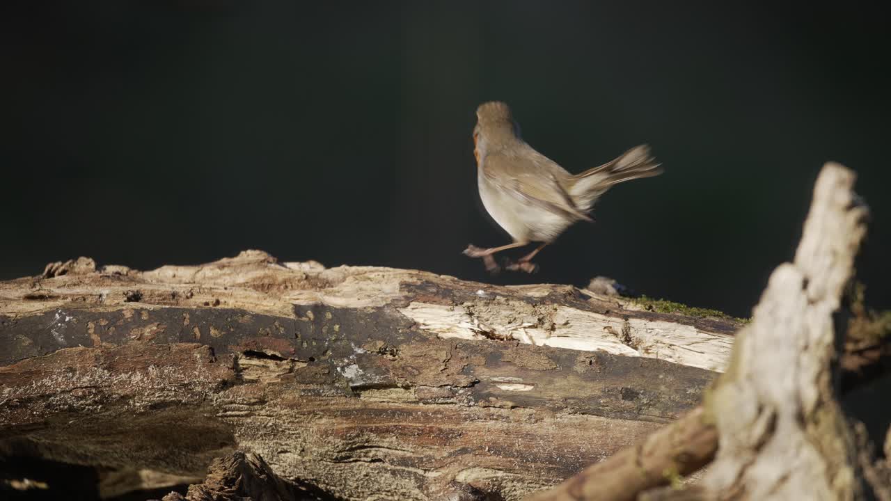 el petirrojo en un tronco