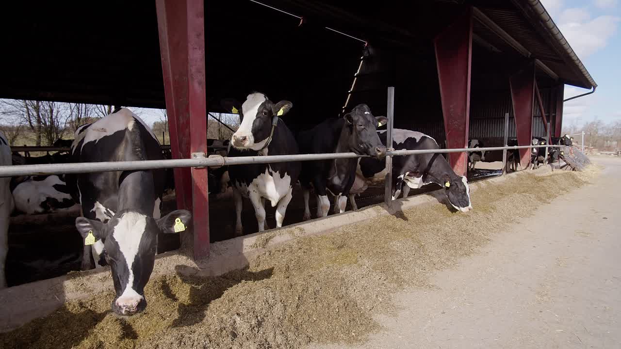 Moderno fienile agricolo con mucche da latte che mangiano fieno, mucche in stalla, vitello che si alimenta in fattoria, industria agricola