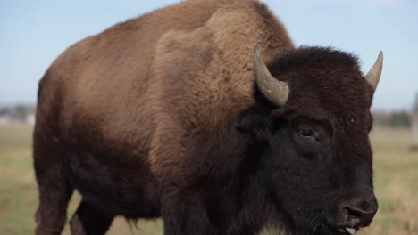 bison-side-profile-licking-and-looking-sunny-day