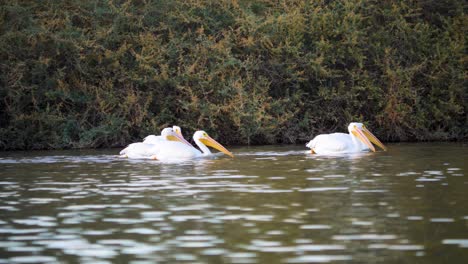 Ein-Reiher-Fliegt-An-Einer-Gruppe-Pelikane-Vorbei,-Die-Ruhig-In-Einem-Ruhigen-Teich-Schwimmen