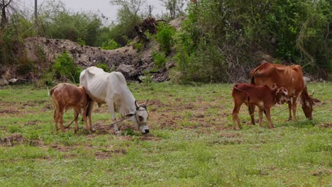 indian cows feeding milk to their calfs while eating grass . day time, stable shot, 4k.