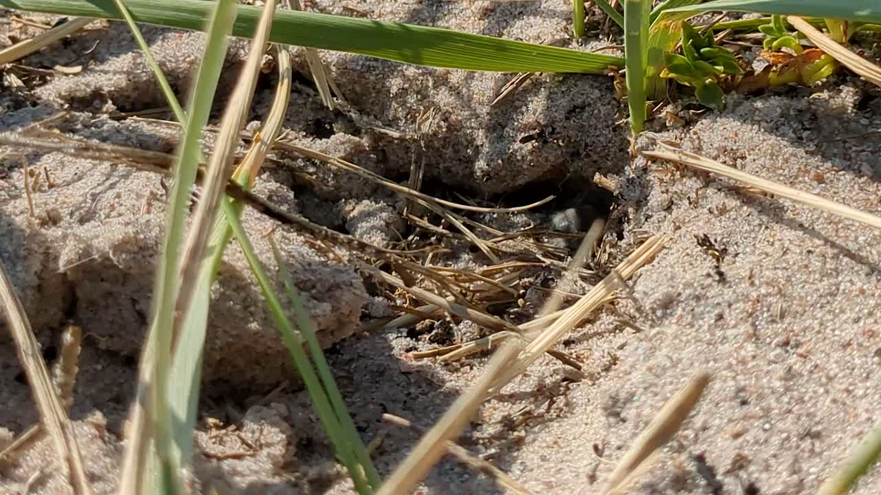 4K 60FPS Bumblebee Are Working on Digging Out a Home in the Sand on a Beach