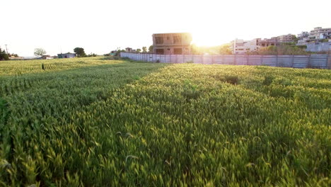 a fast aerial drive over a healthy farm against the sun near a city, crop is swinging by the wind, an under constructed house over the boundary wall with the farm