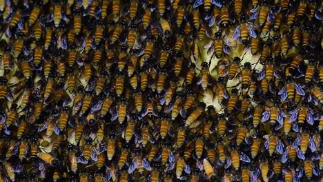 Se-Sabe-Que-Las-Abejas-Melíferas-Gigantes-Construyen-Grandes-Colonias-De-Nidos-Con-Bolsillos-Simétricos-Hechos-De-Cera-Para-Almacenar-Miel-Como-Fuente-De-Alimento.