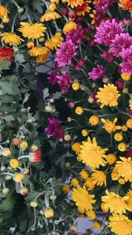 colorful chrysanthemum flowers