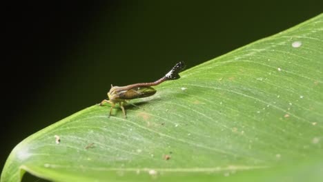 a treehopper insect with a long horn moves around a lot on a green leaf, macro following shot