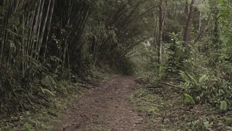 rainforest bamboo uhd