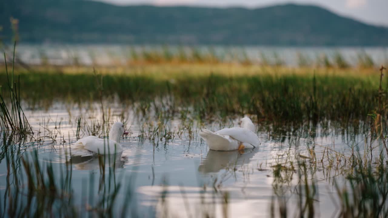 Two white ducks glide calmly through reeds on the shore of Lake Petén Itzá at golden hour in Petén, Guatemala.