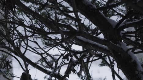 snow drifting and falling heavy on local plants in january 2022