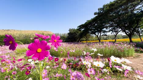 flores del cosmos vibrantes en un paisaje pintoresco