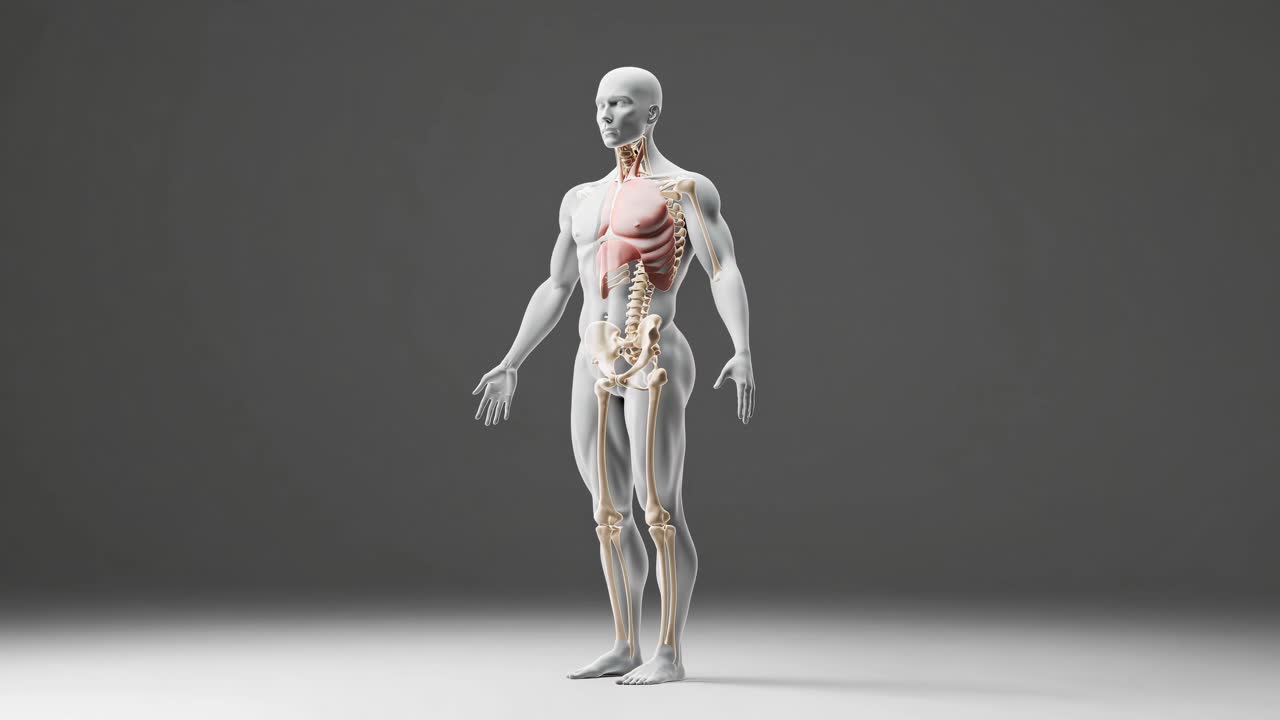 Human Anatomy 3D Model - Skeletal System and Lungs