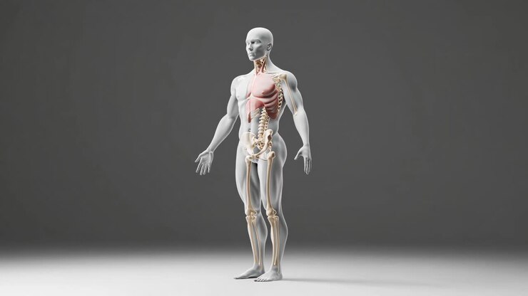 Human Anatomy 3D Model - Skeletal System and Lungs