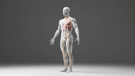 human anatomy 3d model - skeletal system and lungs