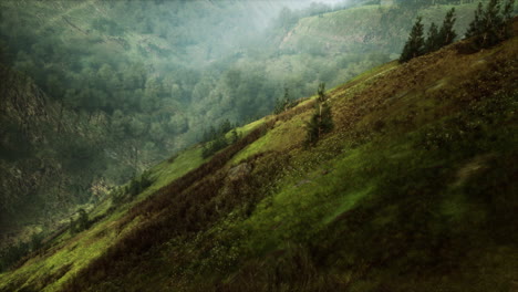 idyllic forested hillside with a lush canopy of trees