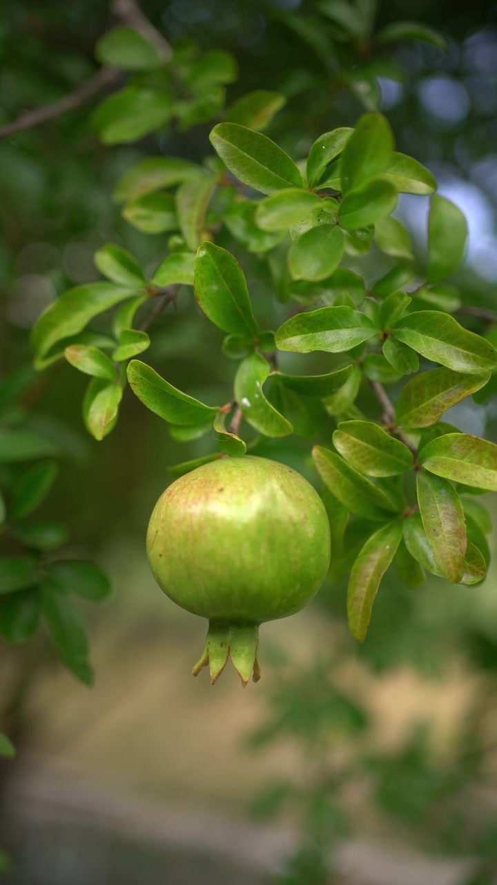 Un melograno verde acerbo pende da un ramo d'albero e oscilla dolcemente al vento