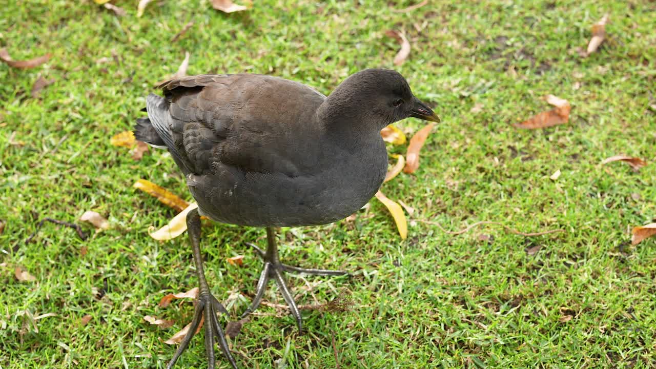 잔디 위 를 고 있는 어두운 모렌