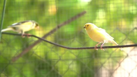 canary bird inside cage feeding and perch on wooden sticks and wires