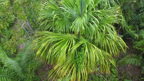 Wunderschöne-Drohnen-Luftaufnahme-Der-Baumkronen-Des-Amazonas-Regenwalds-–-Erhaltung,-Ökologie,-Artenvielfalt