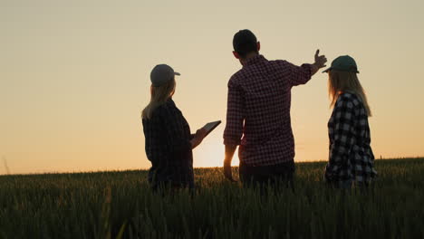 varios agricultores jóvenes están hablando en el telón de fondo de un campo de trigo al atardecer. usar tableta - tecnología en la agricultura