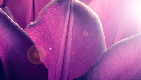 petals of tulips close-up with sunlight and sunbeams. 16x9 4k video high quality. prores 422 hq.
