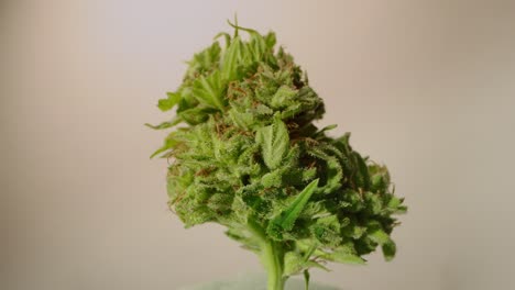 cannabis bud, similar to a tree, rotating with cream background, trichomes, probe lens