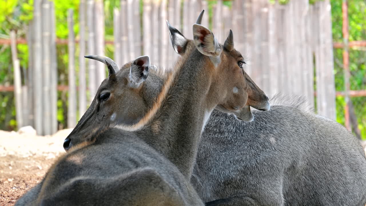 Two nilgais in Terra Natura Zoo in Benidorm, Spain