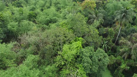 vista aérea o superior del bosque verde profundo o la jungla