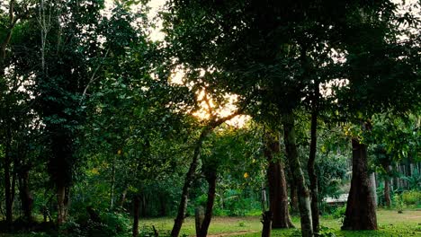 sunlight shines through the tops of tall trees with deep green foliage as a gentle breeze blows