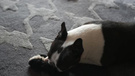 Hund-Boston-Terrier-Zerlegt-Spielzeug